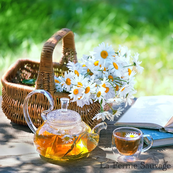 Plantes guerisseuse